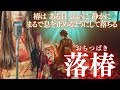 【日本の祈り歌】落椿(おちつばき)|落ちることは 終わりではなく巡りの始まり