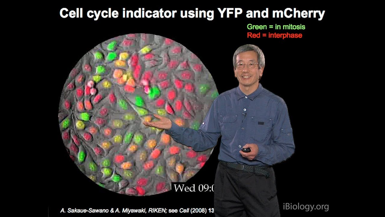 Fluorescent Protein Indicators