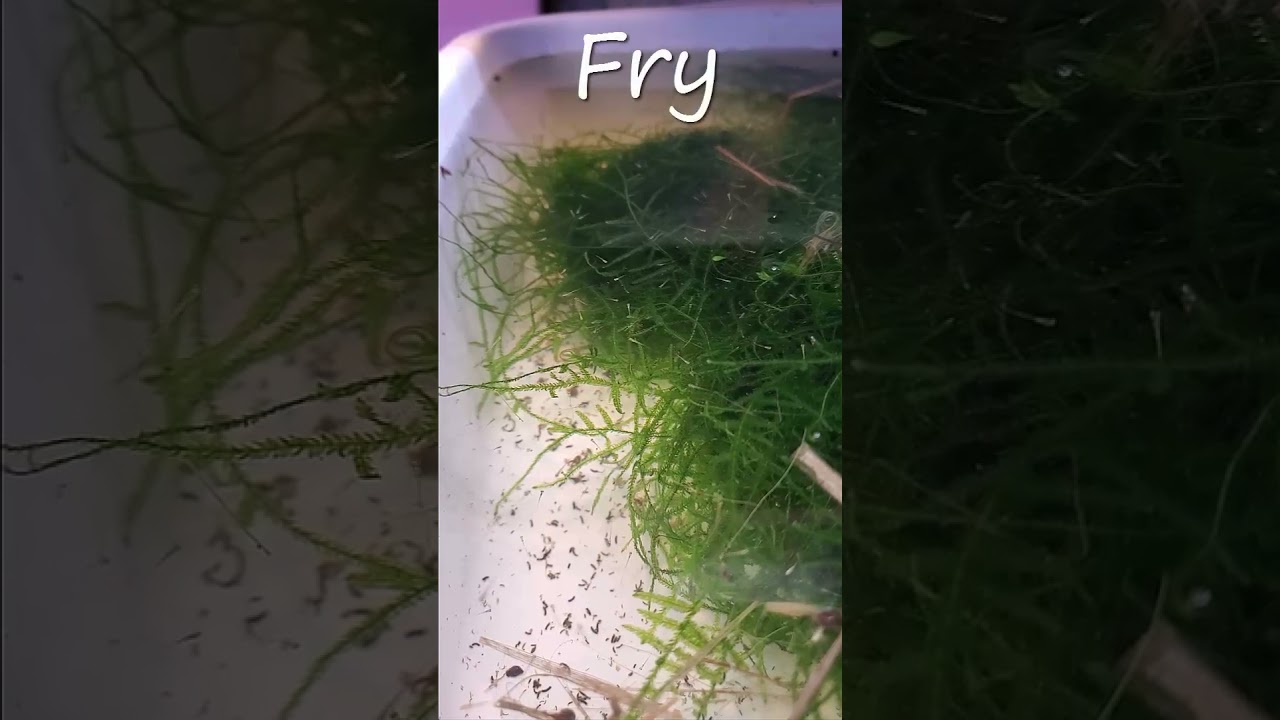 Zebra Fry #aquarium #fishkeepinghobby #fishtank #Fry