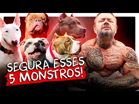 Video: ¿Cuál es la raza de perro más alta?