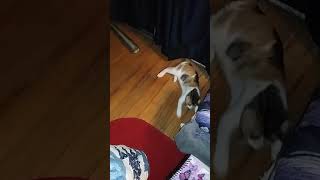 Tams Crazy Kittys Videos 005 Lil Orphan Annie Kitty Plays Fetch