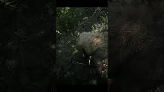 Red Dead Redemption 2 | Bear Attack Out of Nowhere!