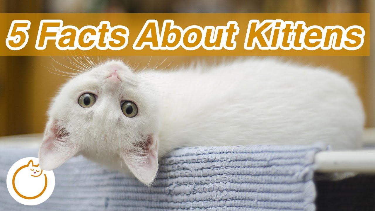 TOP 5 Facts About Kittens They're Born Without WHAT?! 🙀 YouTube