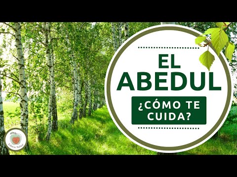 Video: Datos sobre el abedul dulce: usos y beneficios del abedul dulce