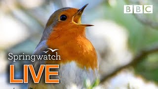 Cute wildlife cams Day 5 🐦🐤🐤 | BBC Springwatch