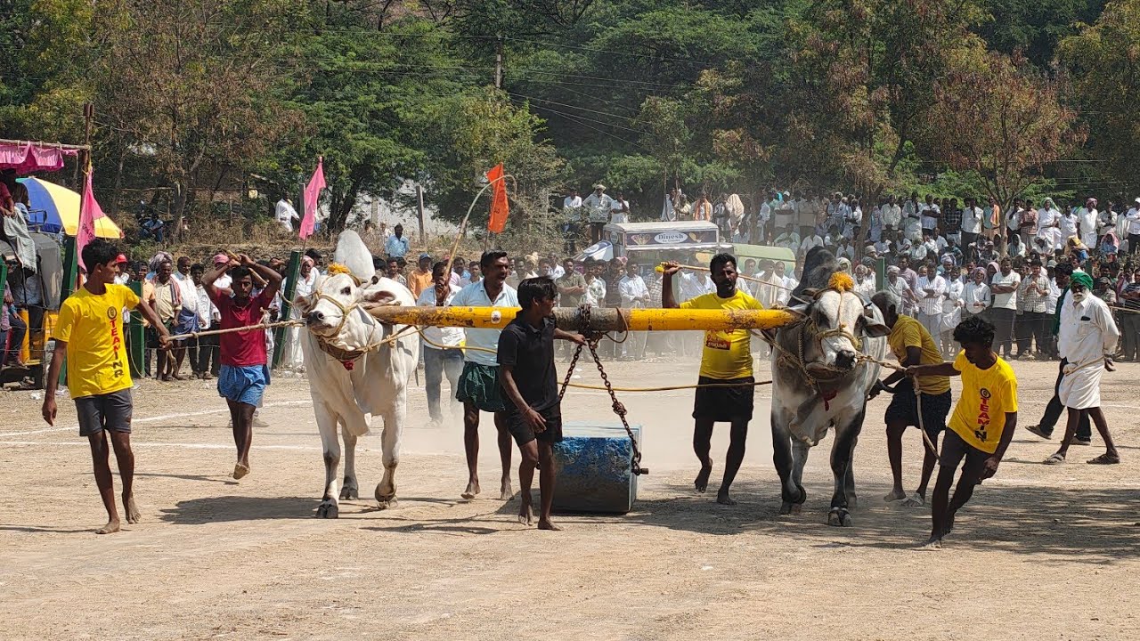 నరవ గ్రామం సీనియర్స్ విభాగం 2వ జత  PVSR BULLS 3041.9