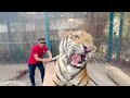 Tiger vs tiger