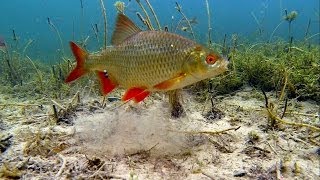 Winter fishing wt float & maggots underwater cam Зимняя рыбалка на опарыши поплавок подводная съёмка(Sorry it was 2nd of December but it doesn't really matter. Зимняя потому что в Ирландии такая зима :) If you're lures (or any other fishing or outdoor gear/tackle ..., 2013-12-06T11:13:34.000Z)