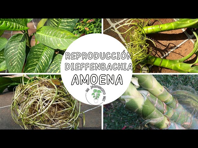 Dieffenbachia amoena// Reproducción de esquejes en agua. 🌥 - YouTube