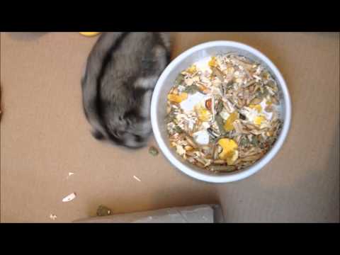 Video: Vilken Typ Av Hamster Ska Du Få?