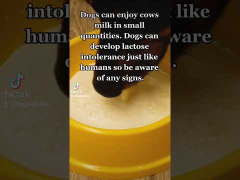 वीडियो: क्या झाग वाला दूध कुत्तों के लिए हानिकारक है?