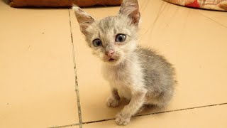 a kitten was found in an abandoned building