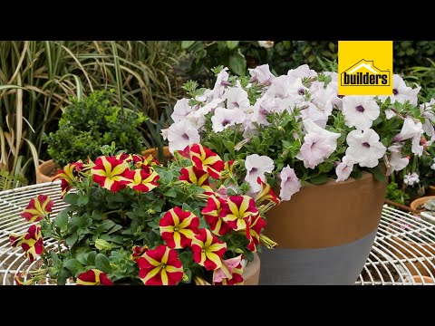 Video: Petunias: plant en versorging, verbouingskenmerke