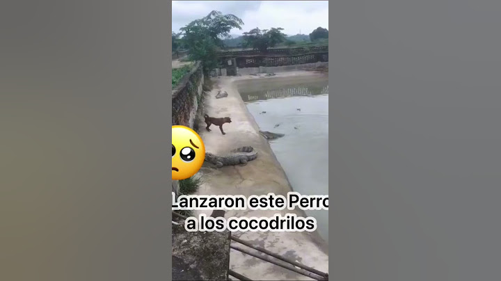 Lanzaron este perro a los cocodrilos para una apuesta, Uno aposto que no duraba vivo 5 minutos