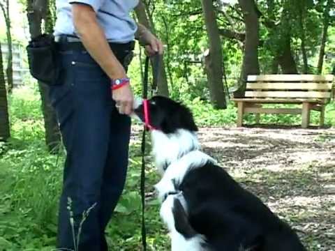 Vidéo: Licols Gentle Leader Rappelés En Raison De Boucles Défectueuses