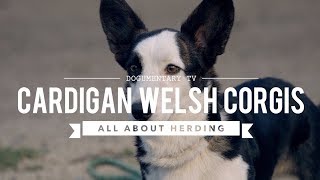 CARDIGAN WELSH CORGI ALL ABOUT HERDING