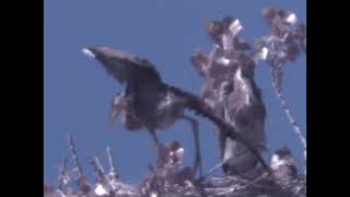 22 May 2024  3 Heron Chicks by Ronald Hunt 16 views 8 days ago 2 minutes, 58 seconds