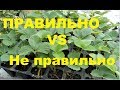 Как правильно садить кассетную рассаду клубники.