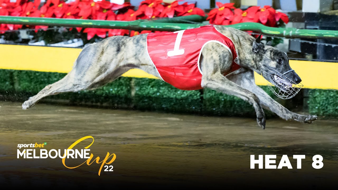 Sportsbet Melbourne Cup 2022 Heat 8 Fernando Mick YouTube Sportsbet Melbourne Cup 2022 Heat 8 Fernando Mick YouTube