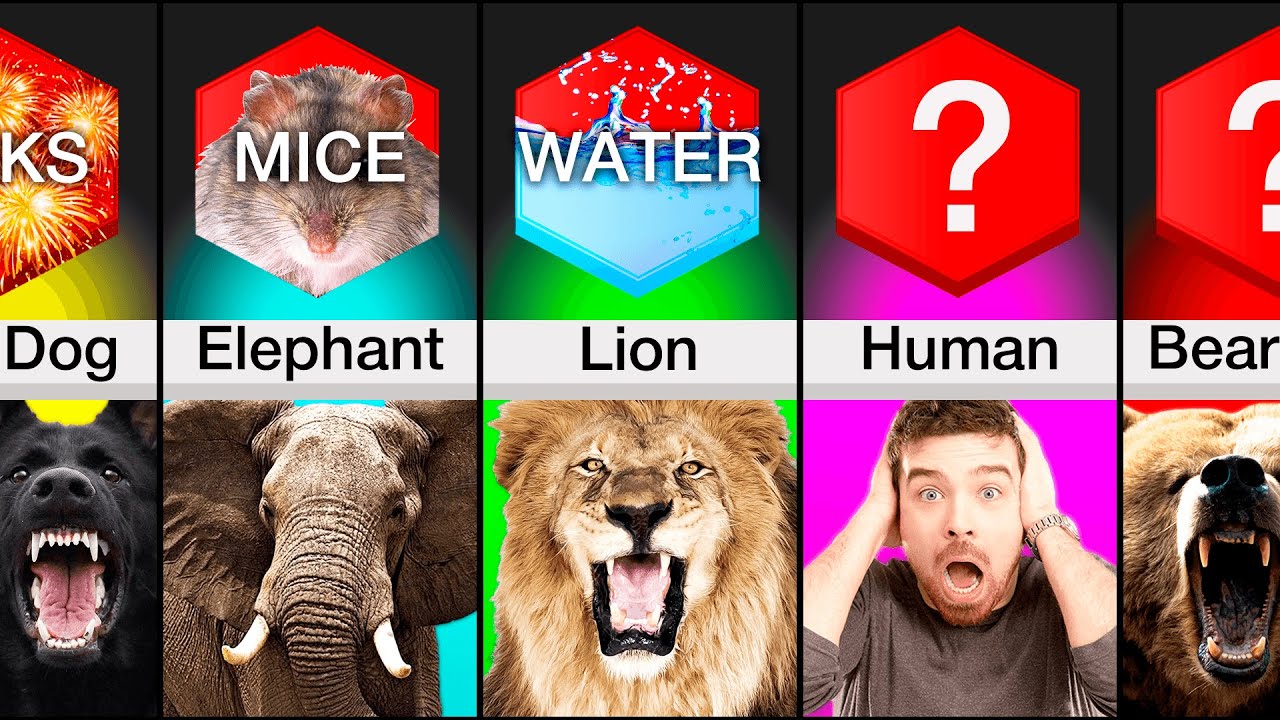 Comparison Animals And Their Weaknesses YouTube comparison-animals-and-their-weaknesses-youtube