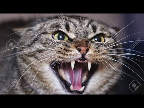angry-cat