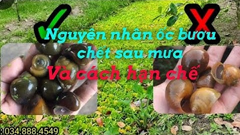 Nguyên nhân ốc chết sau những cơn mưa, và cách khắc phục| #22