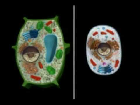 Vídeo: Un Golgi Sofisticado Y Diferenciado En El Antepasado De Los Eucariotas