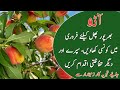 Fertilizers and spray plan for peach orchard in february  kissan ki baat