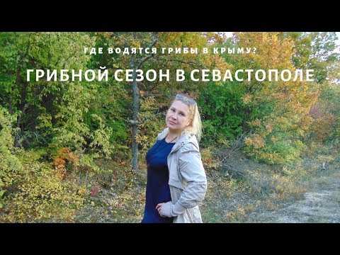 В Крым на ПМЖ: Грибной сезон в Крыму. Где искать грибы в Севастополе?