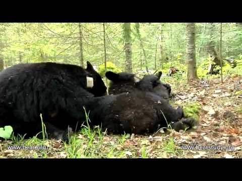 Lily the Black Bear, Hope and Faith - June 3, 2011...