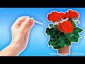 Лайфхак для герани: неожиданный способ вызвать цветение через неделю!