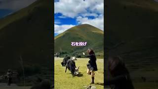 【ブラックジョーク】キリストの目の前で石を投げた結果