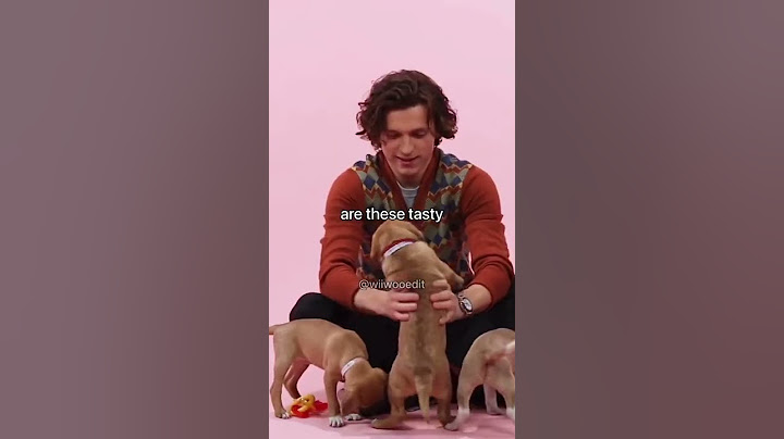 Tom Holland talking to puppies for 20 seconds | #tomholland #tomhollandgq #gq #puppies #interview