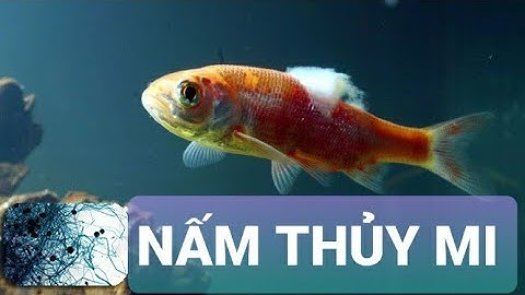Nấm thủy mi trên cá và cách điều trị