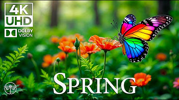 Moments with Butterflies 4K 🦋 | Soothing Nature Piano Music & Insect Life 🍃 • 4K UHD