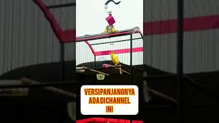 Download Lagu Burung KENARI suara merdu #masteranburung #kenarigacor #kicau #lovebird #nada burung MP3 Download Lagu Burung KENARI suara merdu #masteranburung #kenarigacor #kicau #lovebird #nada burung MP3