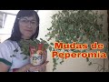 Como cultivar peperomia e como fazer mudas