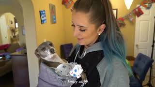 The Best Of Jenna And Juliens Dogs