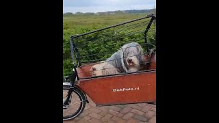 Only in The Netherlands . . . by BraemoorBeardies 171 views 8 days ago 10 seconds