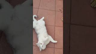Süße Weiße Katze am Relaxen - Cute White Cat Relaxing #cat #relaxing #cute #fyp #viral #shorts #fun