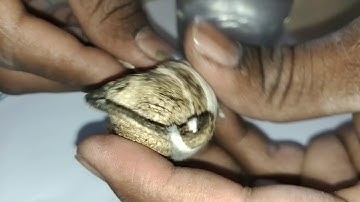 NAGMANI AVAILABLE ORIGINAL REAL FLOWER TEST CALL ME 9850478643 RUBY ROY