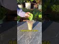 檸檬樹葉片扦插#養花小知識 #花卉綠植 #種植小技巧 #檸檬