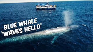 Blue Whale 'Waves Hello' 🐋👋 | Blue Whale Watching Off Dana Point, CA