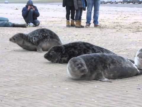 Zeehonden Ecomare weer gezond de zee in I Ecomare Texel