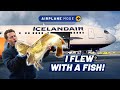How Icelandair delivers fish from sea to plate in 36hrs