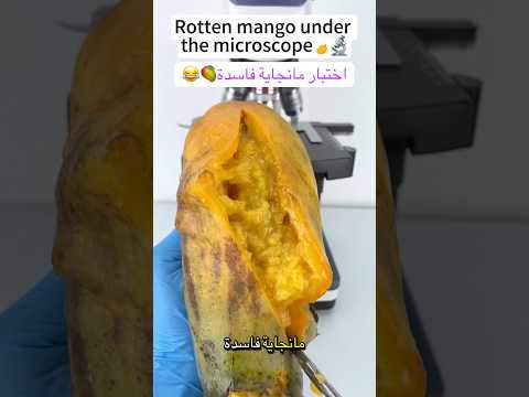 شكل المانجا تحت المجهر  اكسبلور  معلومات  ترند علم شورتس 