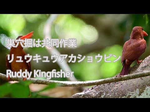 【巣穴掘は共同作業】リュウキュウアカショウビン Ruddy Kingfisher