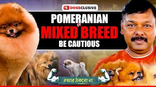 Why Pomeranians Are Actually Two Different Breeds