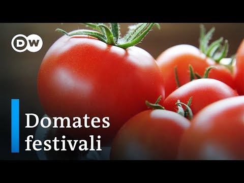 Video: Festival masasında en lezzetli doldurulmuş domatesler