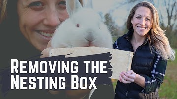 When to Remove Your Rabbits Nesting Box